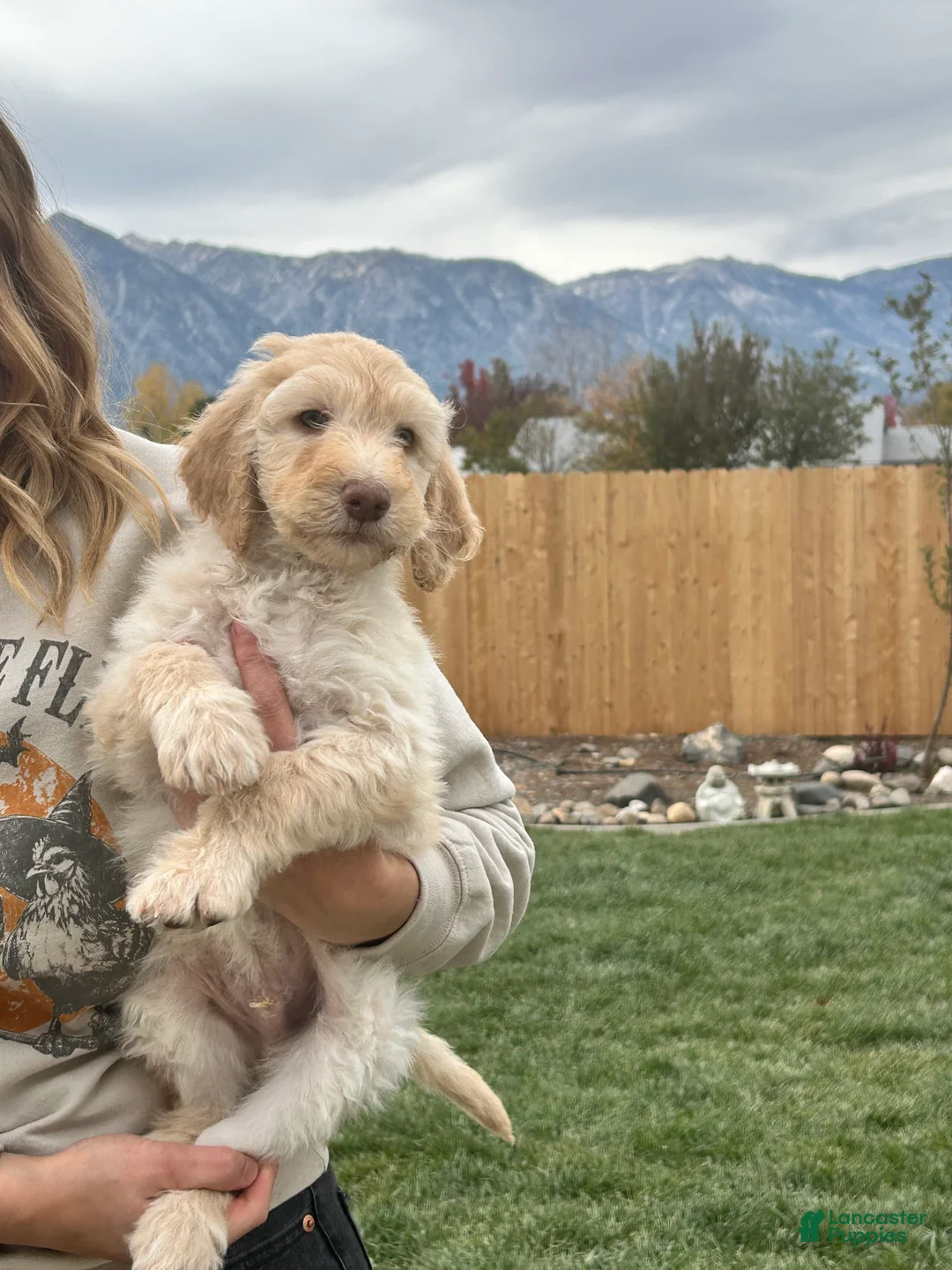 Standard Poodle dogs for sale: Standard Poodle 1 - Ad 1