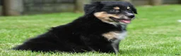 Australian Shepherd dogs for sale: Ethan - Ad 6