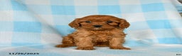 Cavapoo dogs for sale: Stormy - Ad 1