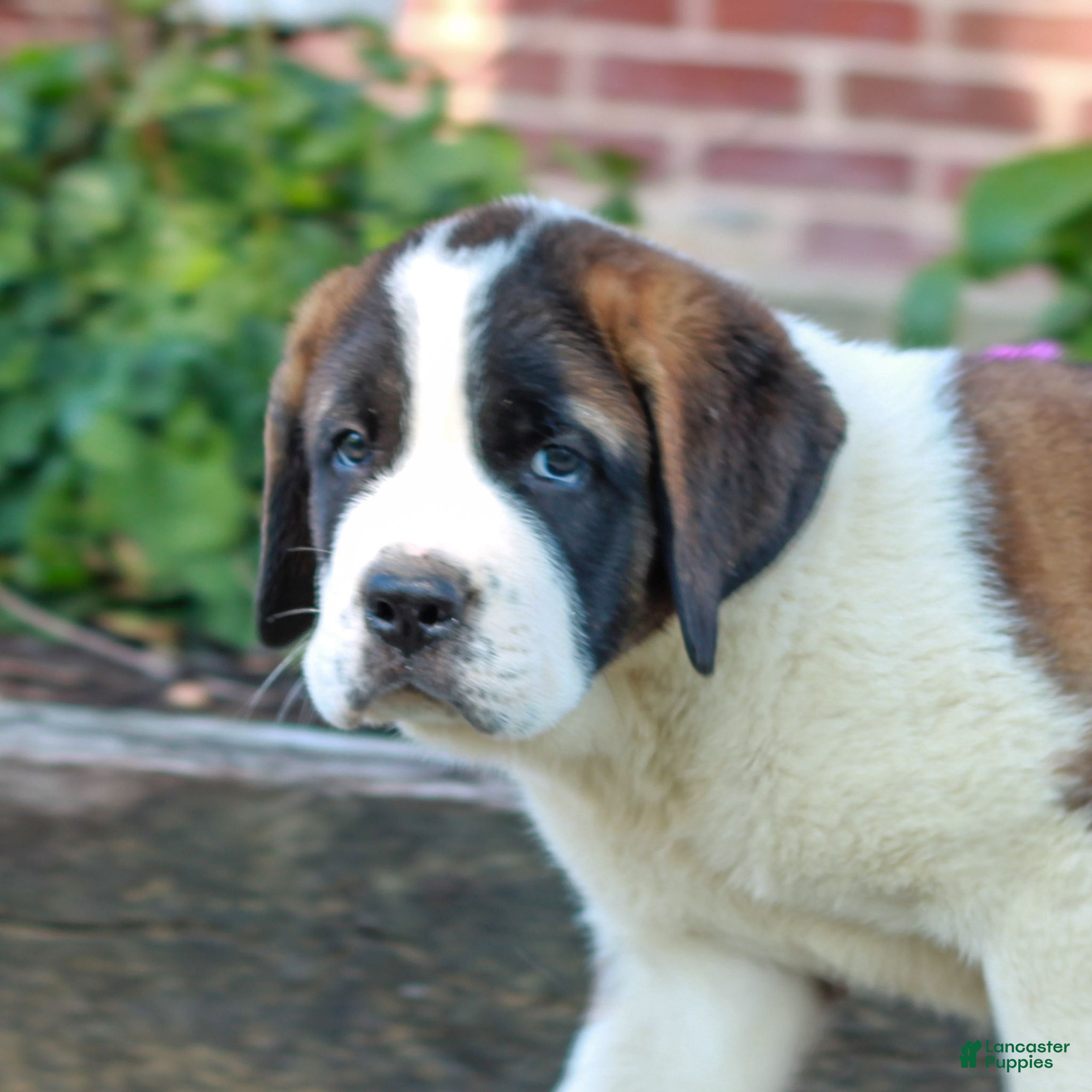 Saint Bernard dogs Ernie  - Ad 2