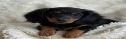 Miniature Dachshund dogs for sale: Troy - Ad 7