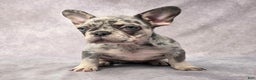 French Bulldog dogs for sale: Lily - Ad 3