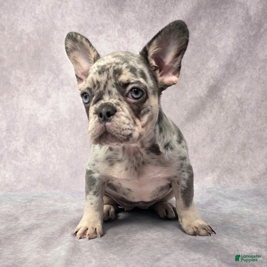 French Bulldog dogs for sale: Lily - Ad 3