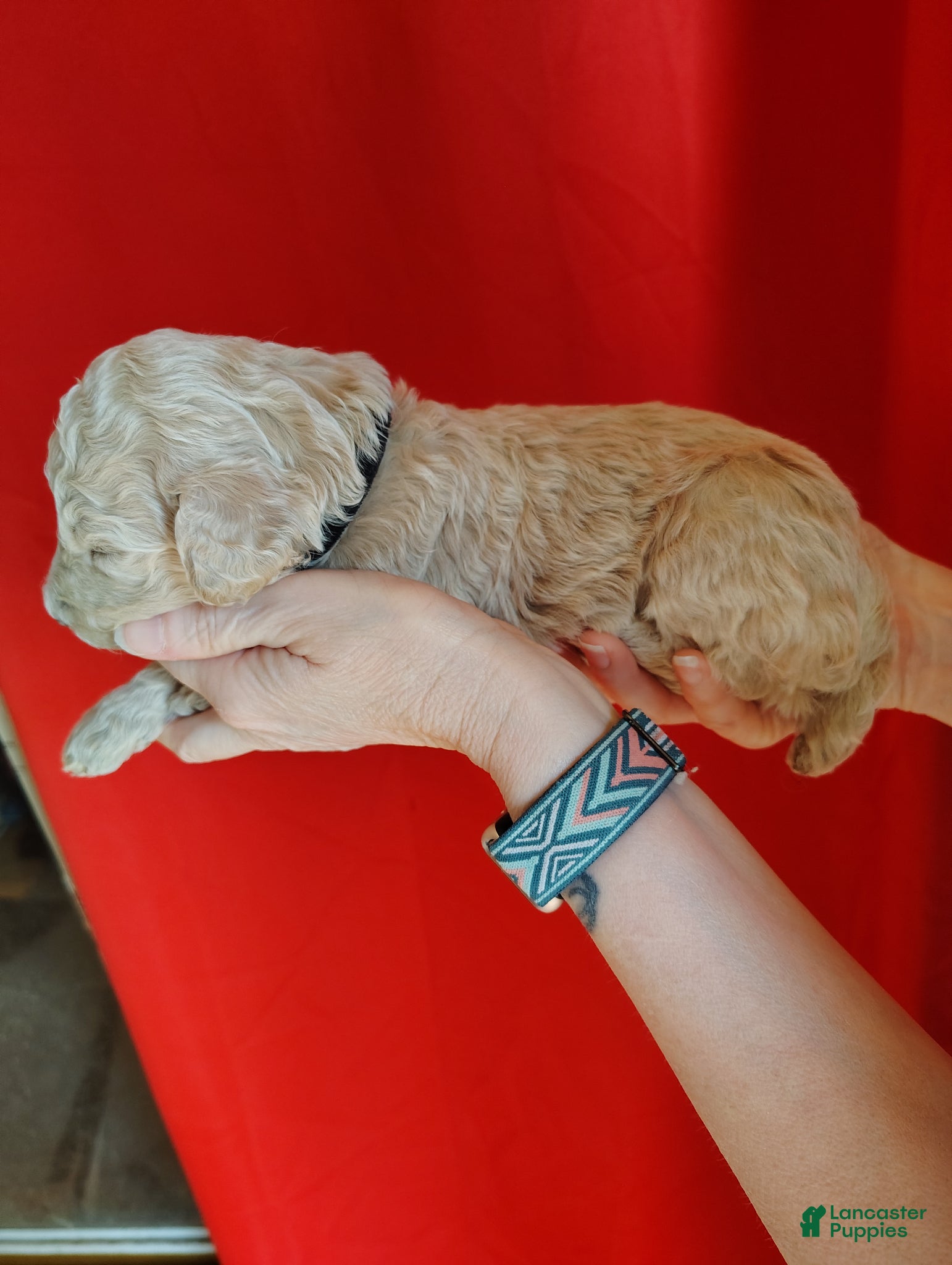 Standard Poodle dogs Standard Poodle Puppy 2 - Ad 13