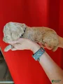 Standard Poodle Puppy 2