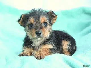 Yochon dogs Cuddles - Ad 8