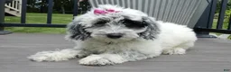 Sheepadoodle dogs for sale: Brooke-MEDIUM - Ad 3