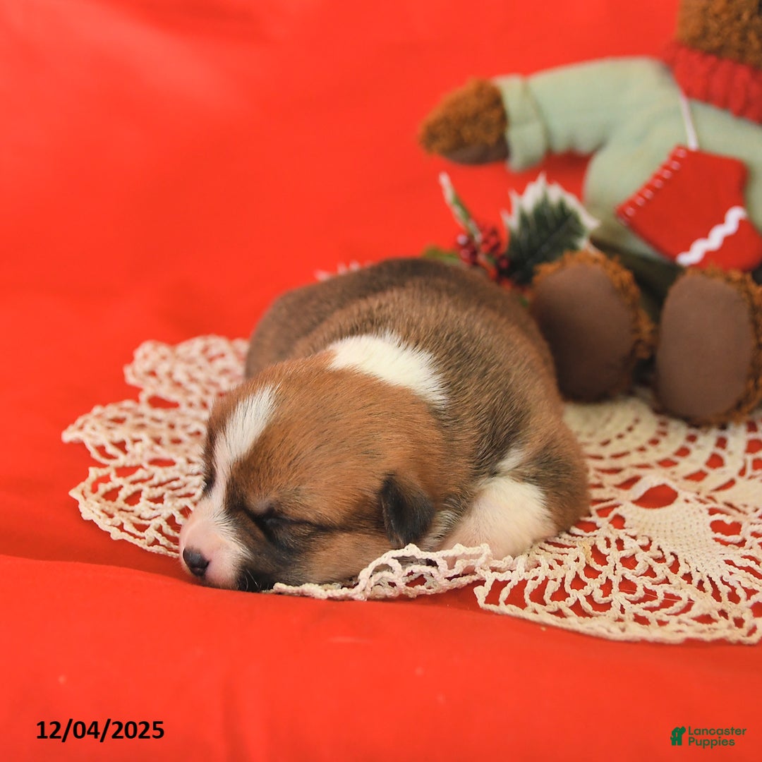 Welsh Corgi Pembroke dogs for sale: Phobe - Ad 5