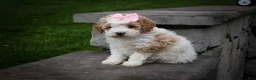Cavachon dogs for sale: Hailey🌸 - Ad 5