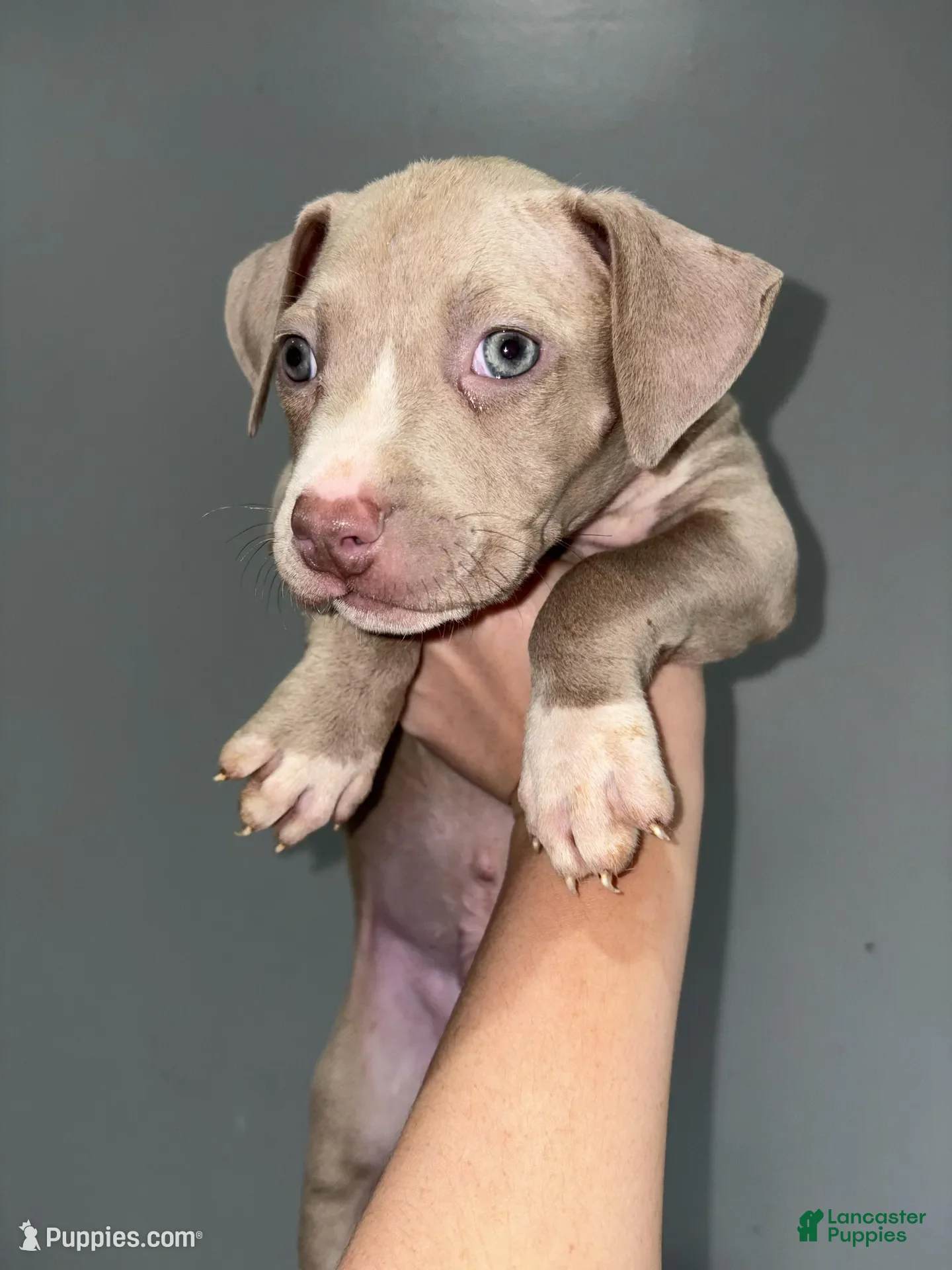 American Pit Bull Terrier dogs Tino - Ad 2