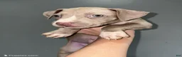 American Pit Bull Terrier dogs for sale: Tino - Ad 4