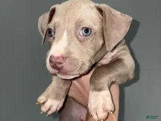 American Pit Bull Terrier dogs Tino - Ad 2