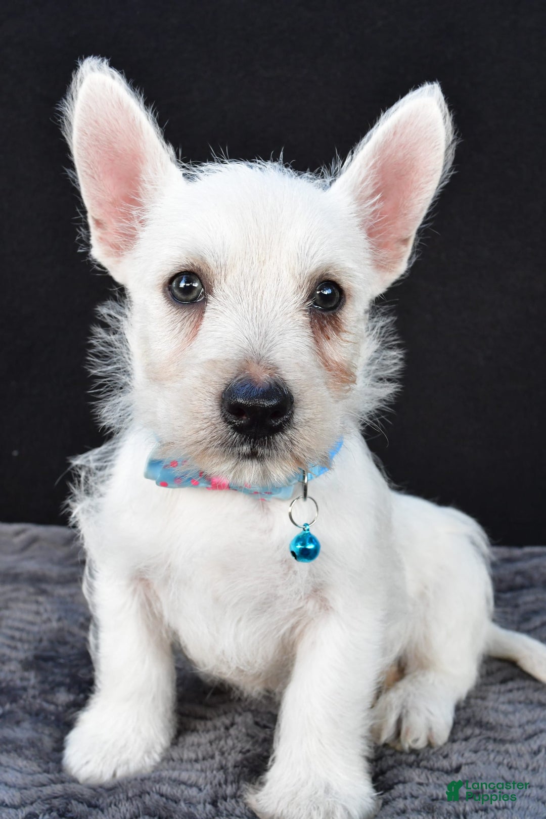 West Highland Terrier Puppies for sale in Ohio Lancaster Puppies