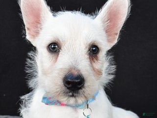 West Highland Terrier dogs - Ad 2