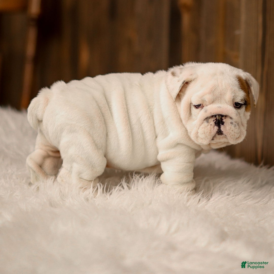 English Bulldog dogs for sale: Frosty - Ad 6