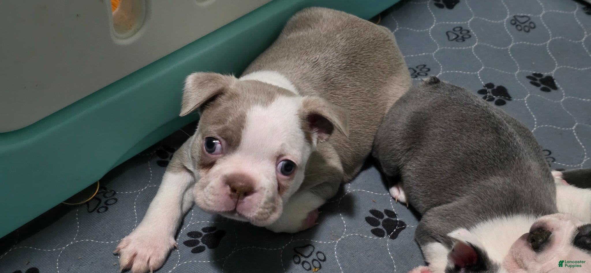 Boston Terrier dogs Caramel  - Ad 2