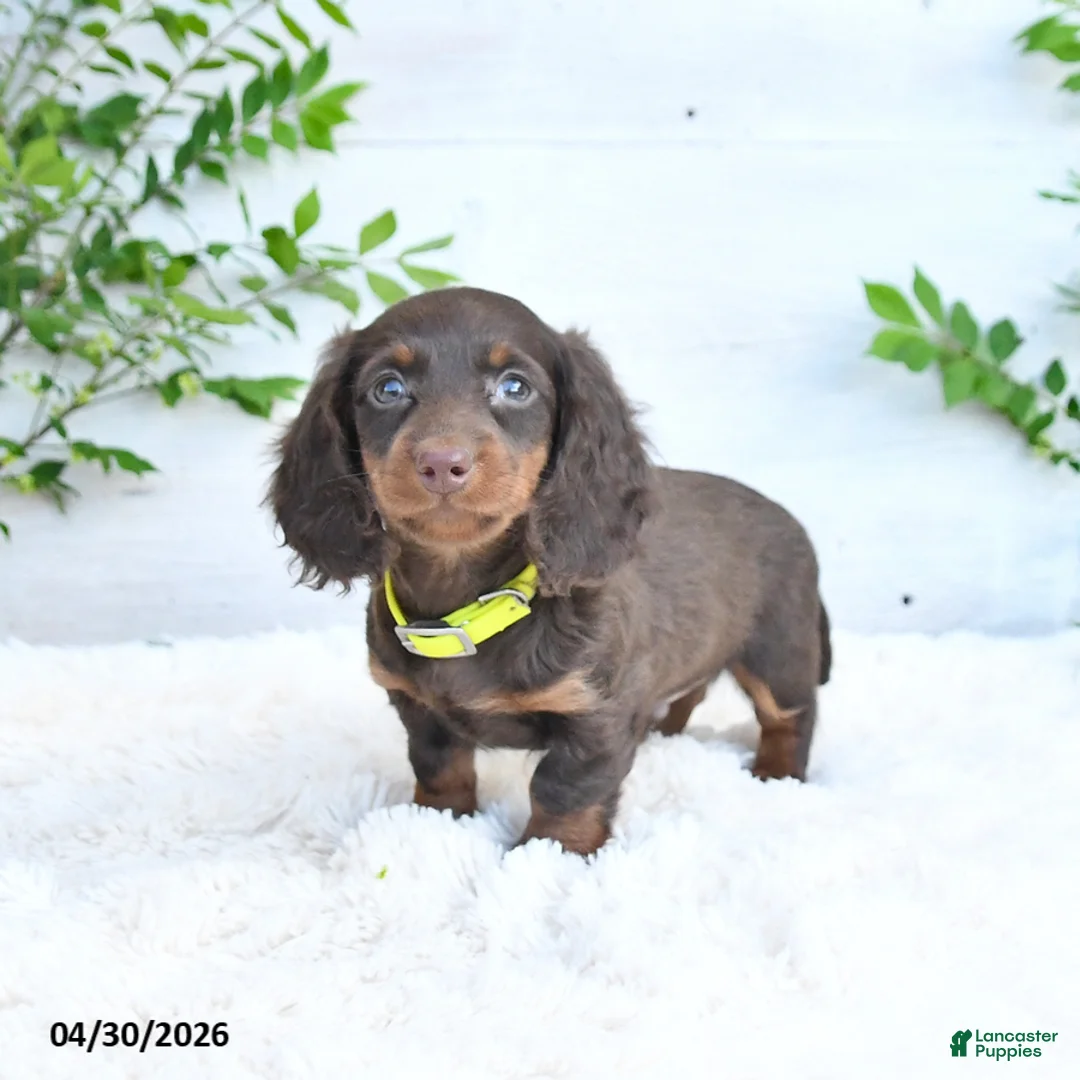 Miniature Dachshund dogs for sale: Milo - Ad 2