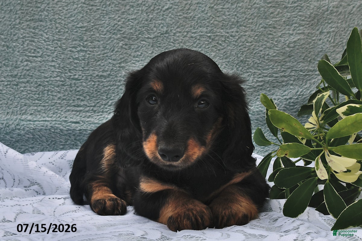 Miniature Dachshund dogs Diamond - Ad 2