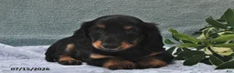 Miniature Dachshund dogs for sale: Diamond - Ad 2