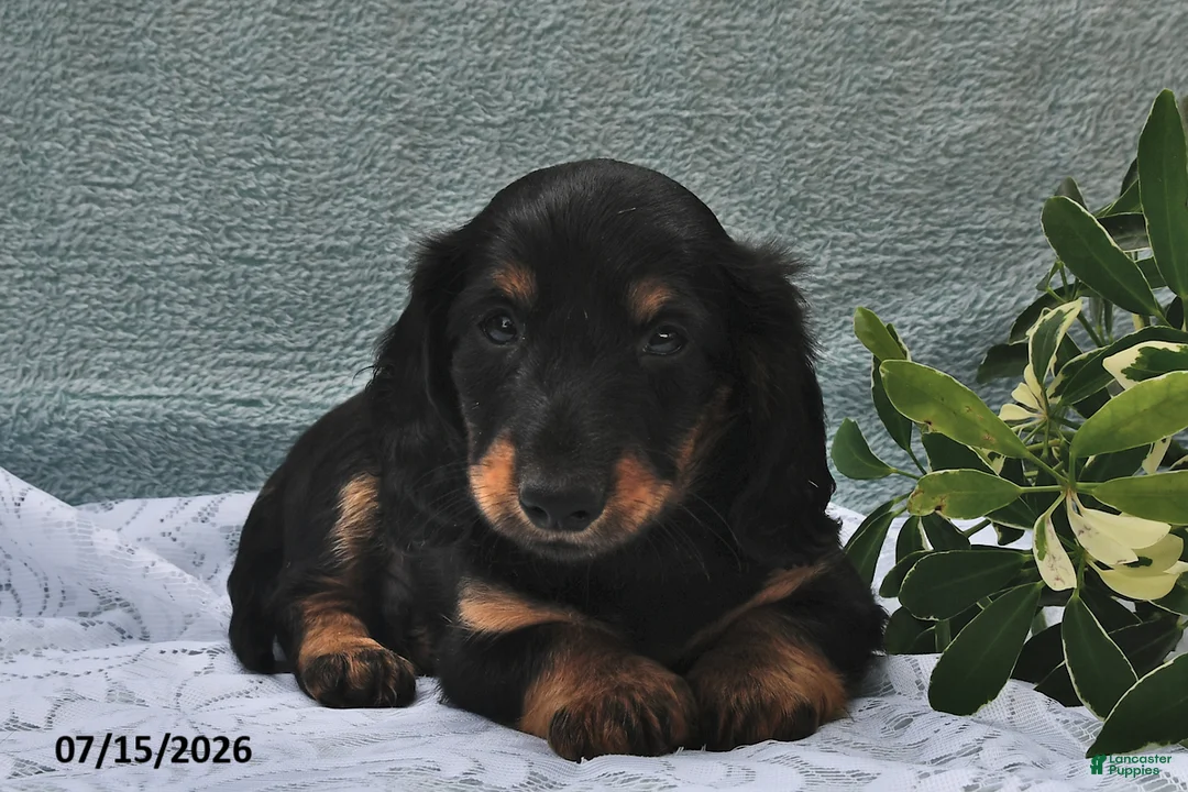 Miniature Dachshund dogs for sale: Diamond - Ad 2