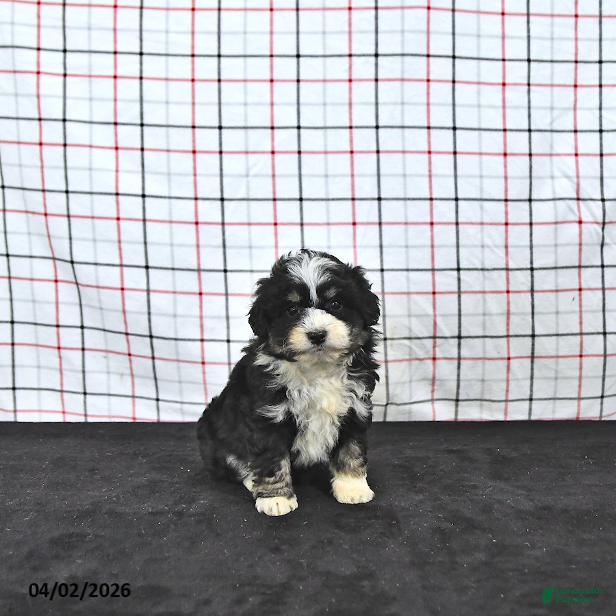 Mini Aussiedoodle dogs Wendy  EXRTA SMALL - Ad 2