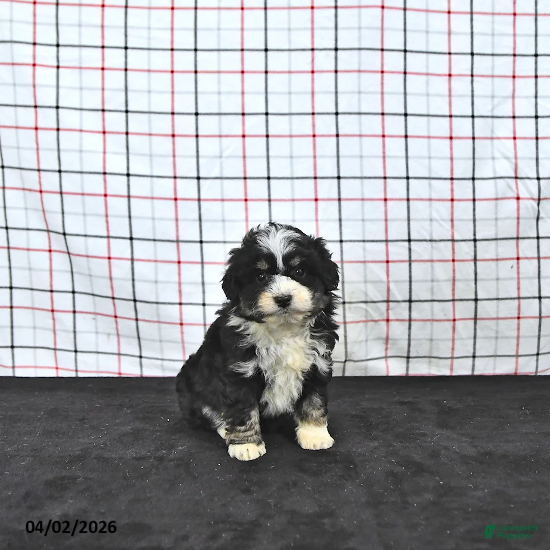 Mini Aussiedoodle dogs for sale: Wendy  EXRTA SMALL - Ad 2