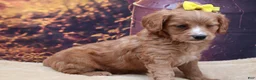 Mixed Breed dogs for sale: Poppy - Ad 2