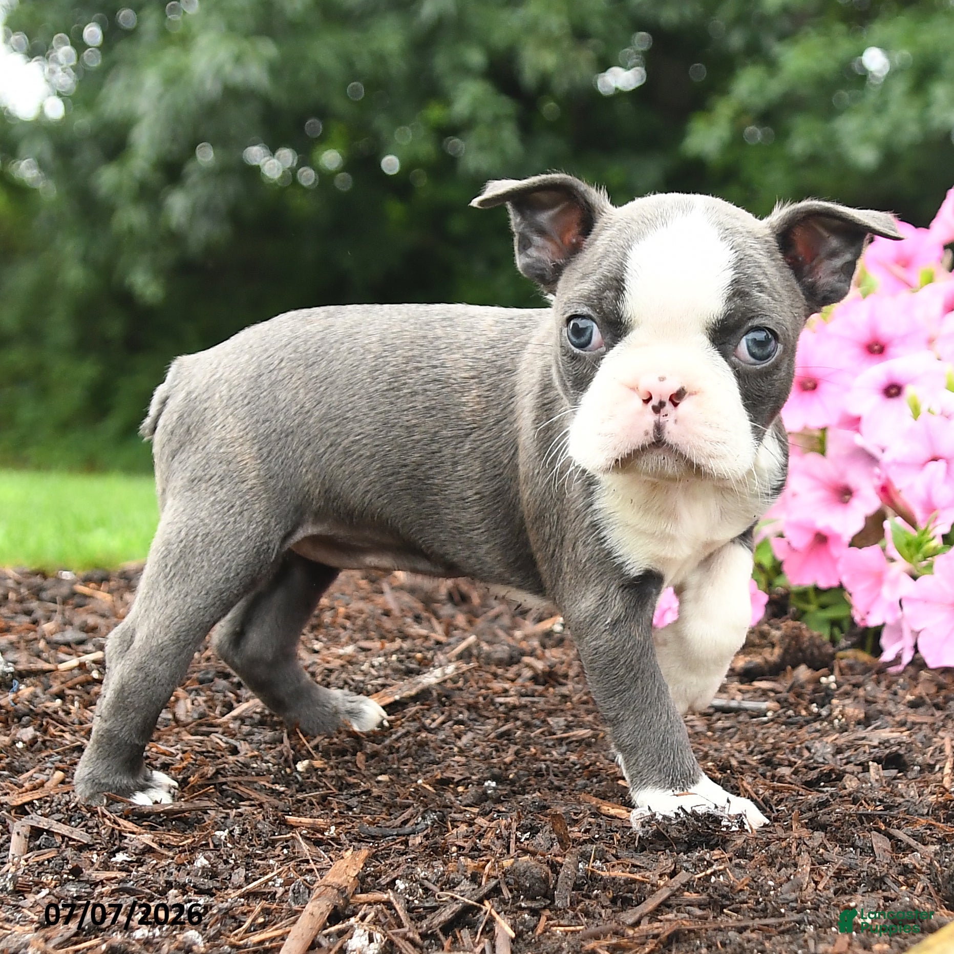 Boston Terrier dogs Dutchess - Ad 2
