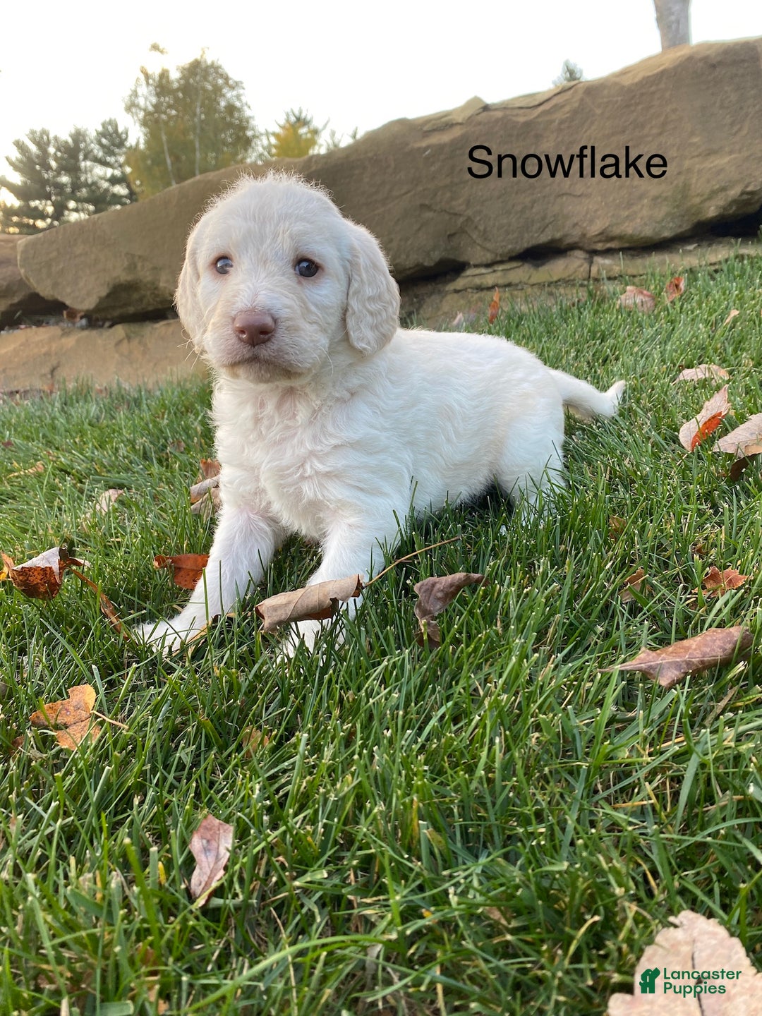 Labradoodle dogs for sale: Snowflake - Ad 16