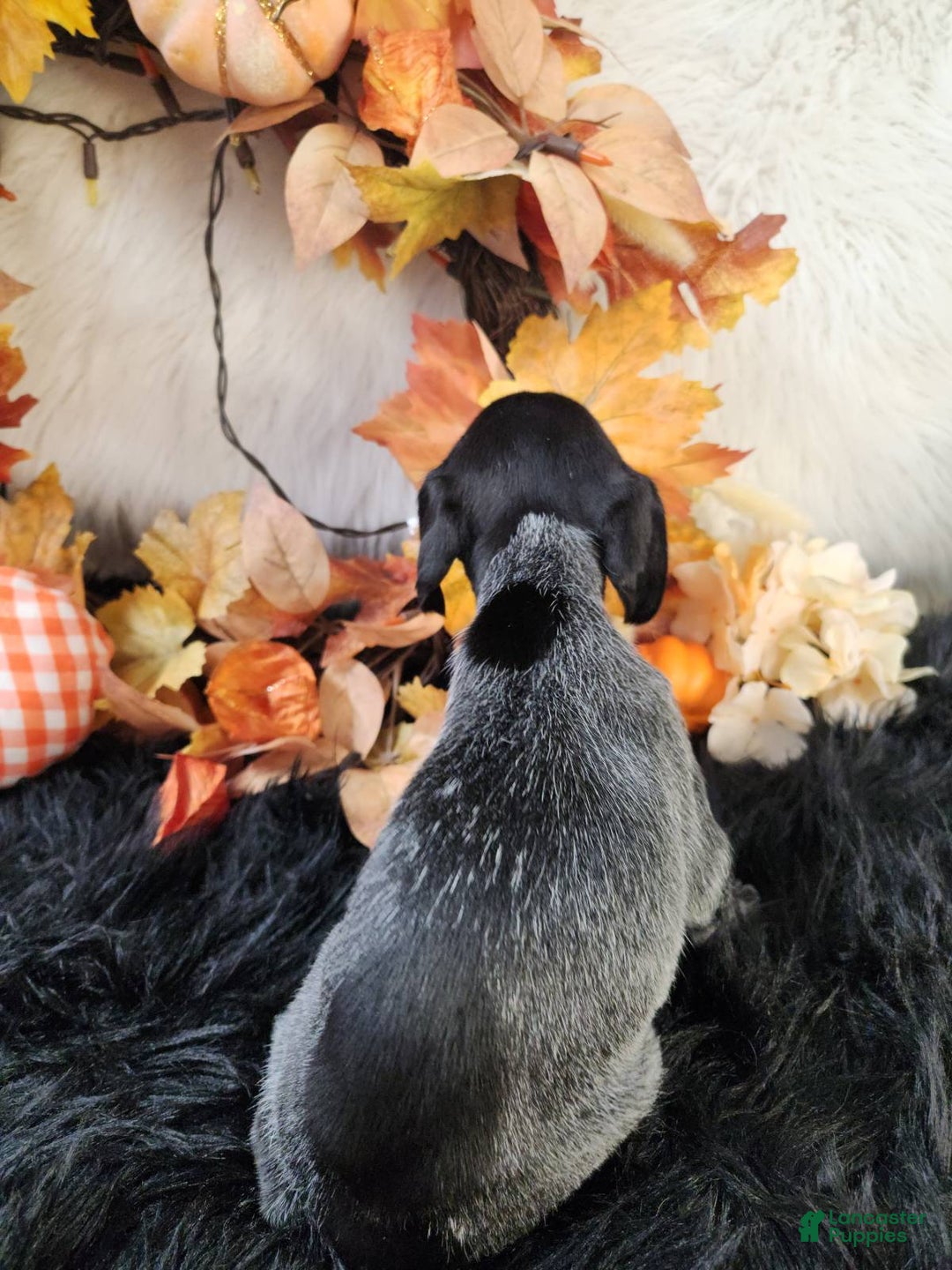 German Shorthaired Pointer dogs for sale: German Shorthaired Pointer litter of 3 puppies - Ad 3