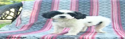 Cavapoo dogs for sale: Winslow  - Ad 5