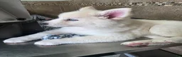 Pomsky dogs for sale: Nanook - Ad 4