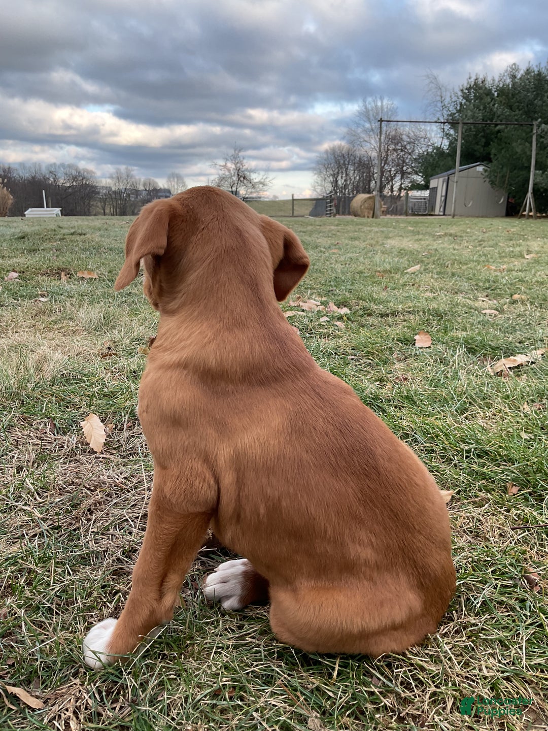 Mixed Breed dogs for sale: Hazel - Ad 8