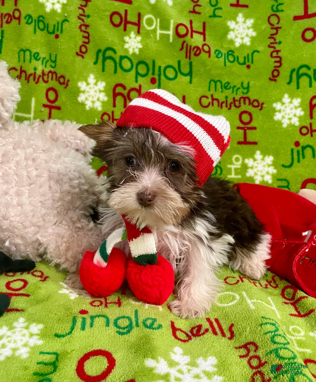 Yorkshire Terrier dogs for sale: Choc Merle Tommy  - Ad 12