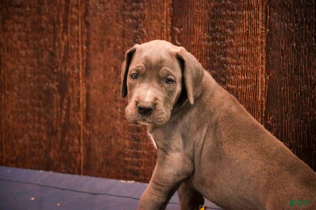 Great Dane dogs for sale: Clarabel - Ad 6