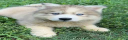 Siberian Husky dogs for sale: ROBBIE - Ad 5