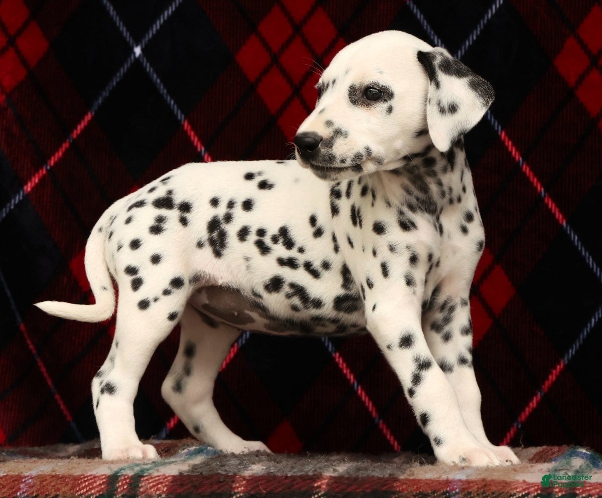 Dalmatian dogs Kelly - Ad 2