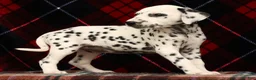 Dalmatian dogs for sale: Kelly - Ad 2