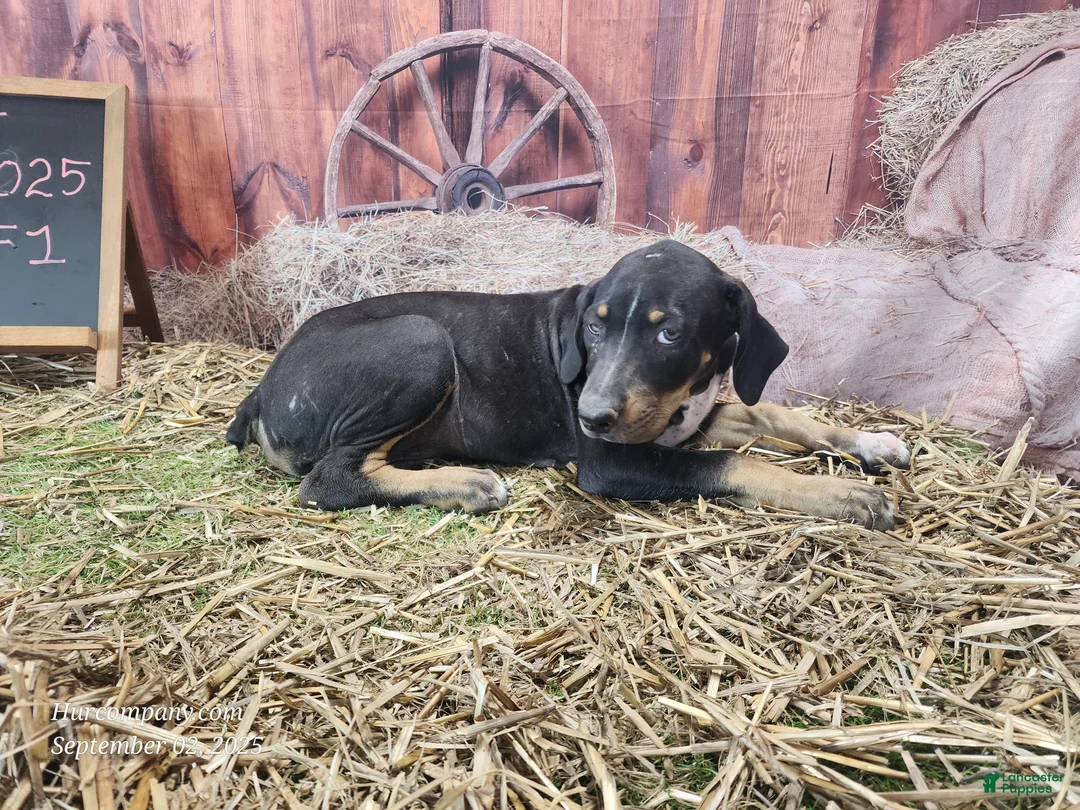 Catahoula Leopard Dog dogs for sale: JJ 2025 Female 1 "Mittens" - Ad 8