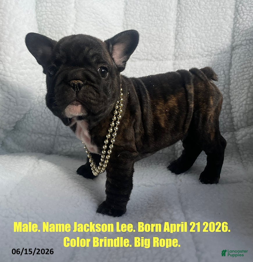 French Bulldog dogs Jackson Lee - Ad 1