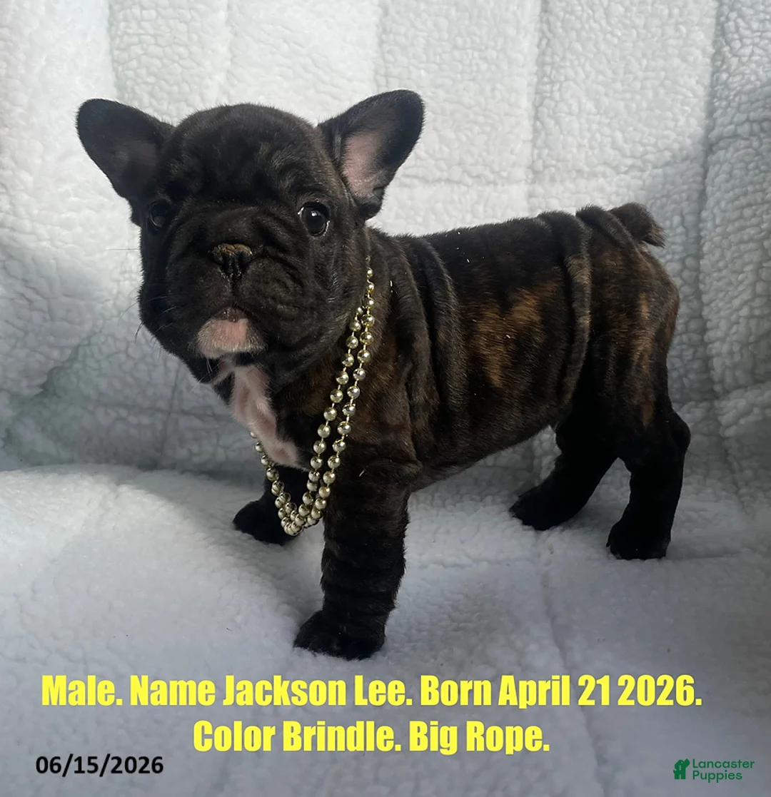 French Bulldog dogs for sale: Jackson Lee - Ad 1