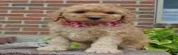 Mini Goldendoodle dogs for sale: Mini Gigi - Ad 10