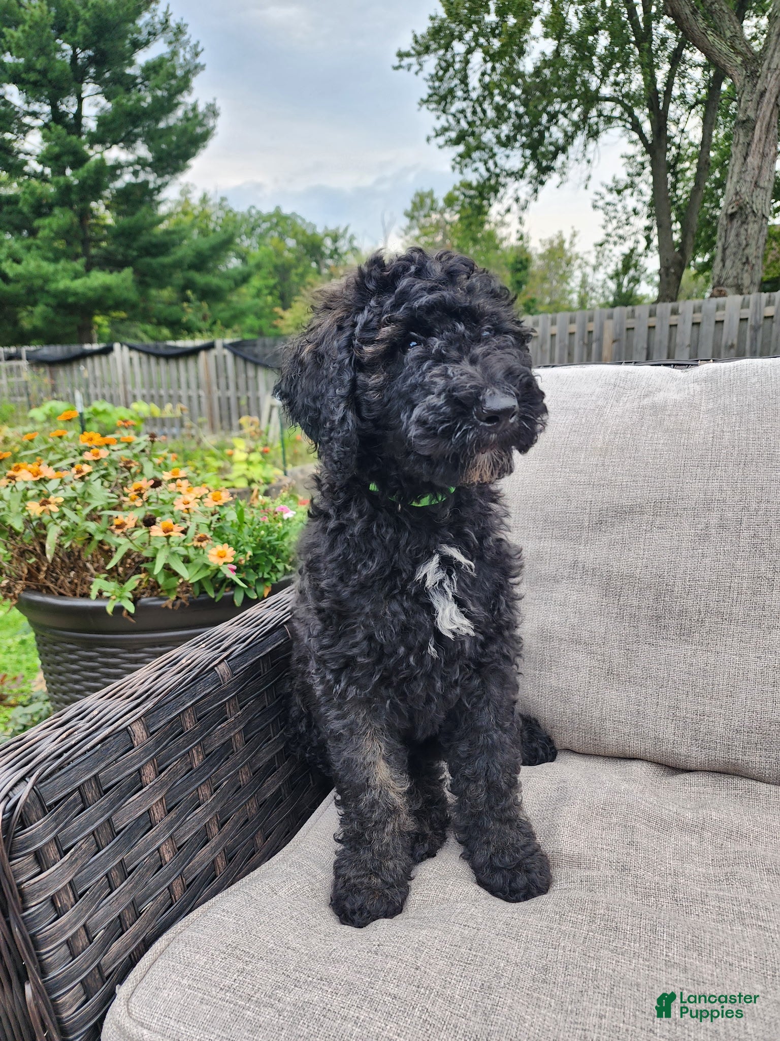 Mini Sheepadoodle dogs Apollo - Ad 2