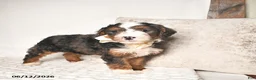 Bernedoodle dogs for sale: Denver  - Ad 3