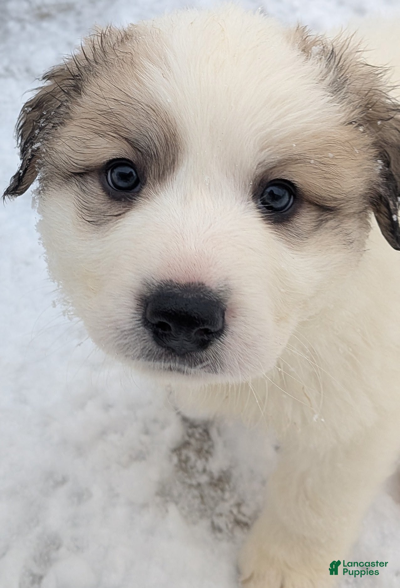 Great Pyrenees dogs George - Ad 19