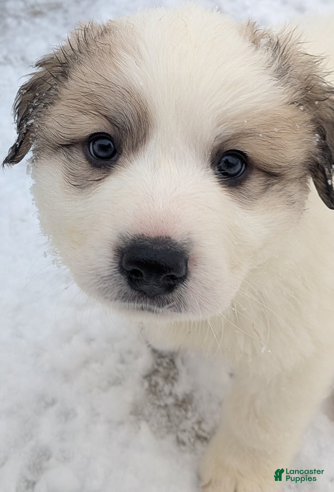 Great Pyrenees dogs for sale: George - Ad 1