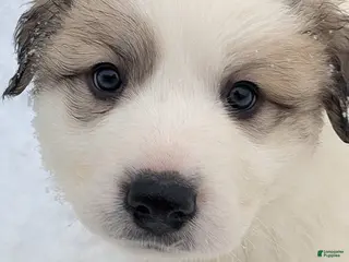 Great Pyrenees dogs George - Ad 18
