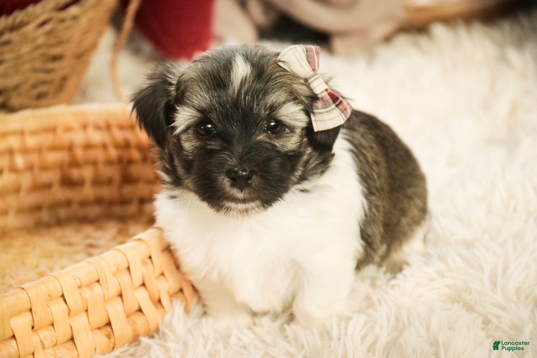 Havanese dogs for sale: Sugar - Ad 10