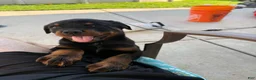 Rottweiler dogs for sale: Rottweiler 1 - Ad 18