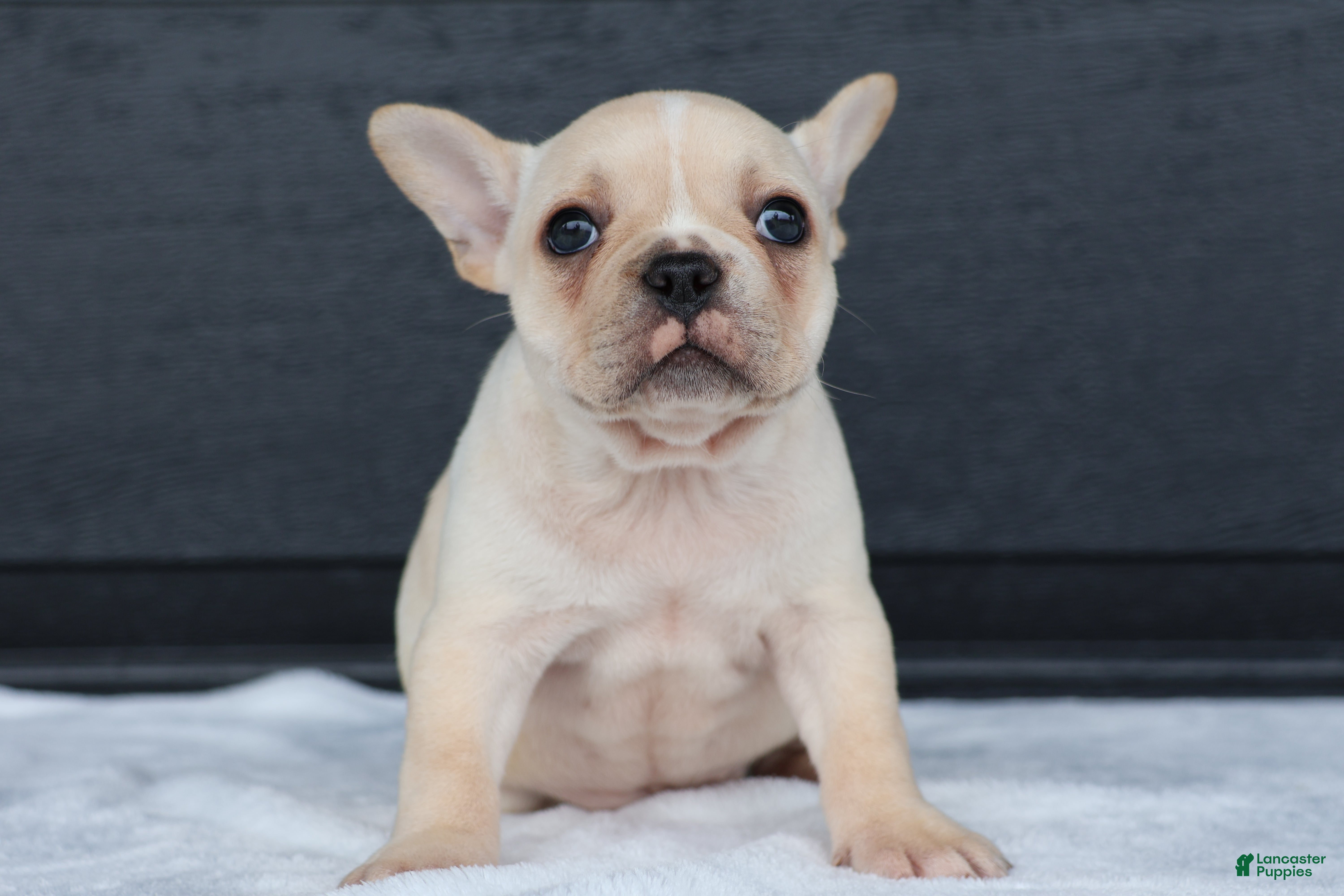 French Bulldog dogs for sale: Reeba - Ad 4